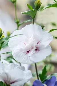Hibiscus syr.'China Chiffon'? - 60-80 CM C10 - image 5