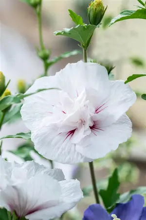 Hibiscus syr.'China Chiffon'? - 100-125 CM RB - image 4