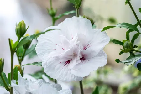 Hibiscus syr.'China Chiffon'? - 60-80 CM C10 - image 4