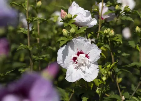 Hibiscus syr.'China Chiffon'? - 3 Ltr pot - image 2