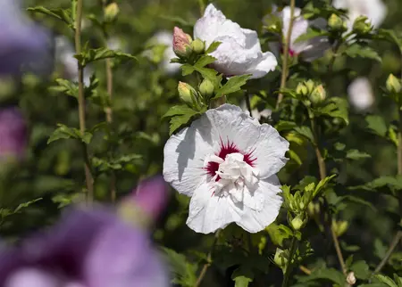 Hibiscus syr.'China Chiffon'? - 60-80 CM C10 - image 2
