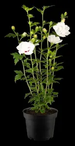 Hibiscus syr.'China Chiffon'? - 3 Ltr pot - image 3
