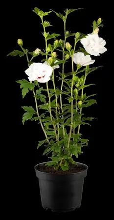 Hibiscus syr.'China Chiffon'? - 60-80 CM C10 - image 3