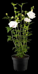 Hibiscus syr.'China Chiffon'? - 60-80 CM C10 - image 3