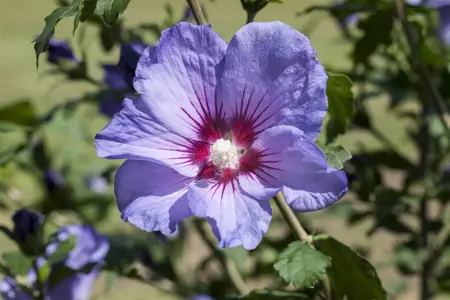 Hibiscus syr. 'Coelestis' - 40-60 CM RB