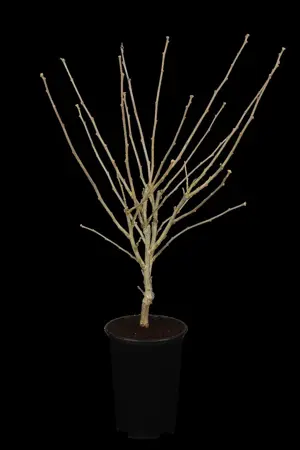 Hibiscus syr. 'Diana' - 50-60 CM C5 - image 1
