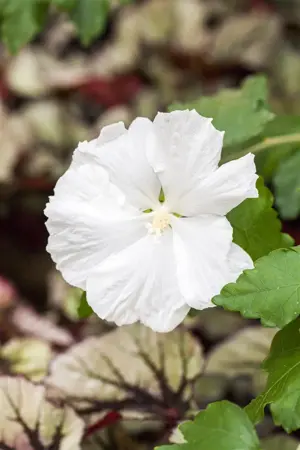 Hibiscus syr. 'Diana' - 50-60 CM C5 - image 2