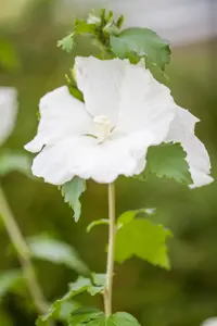 Hibiscus syr. 'Diana' - 50-60 CM C5 - image 3