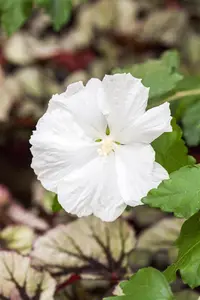 Hibiscus syr. 'Diana'