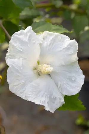 Hibiscus syr. 'Diana' - 5 Ltr pot - image 4