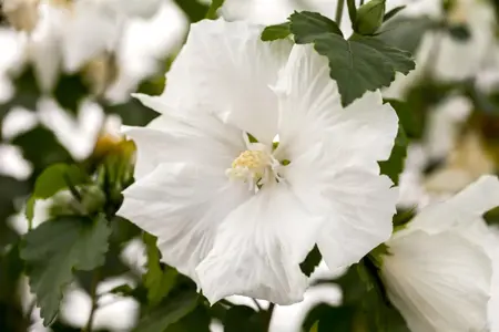 Hibiscus syr. 'Diana' - 50-60 CM C5 - image 4