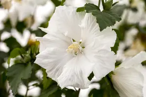 Hibiscus syr. 'Diana' - 30-40 CM C5 - image 3