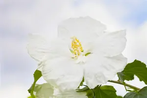 Hibiscus syr. 'Diana' - 30-40 CM C5 - image 5