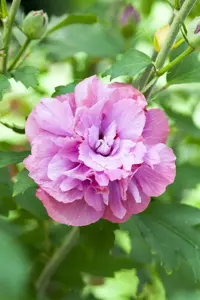 Hibiscus syr. 'Duc de Brabant'
