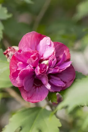 Hibiscus syr. 'Duc de Brabant' - 3 Ltr pot - image 4