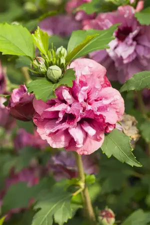 Hibiscus syr. 'Duc de Brabant' - 3 Ltr pot - image 5