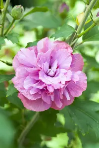 Hibiscus syr. 'Duc de Brabant' - 100-125 CM C20 - image 5