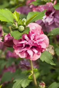 Hibiscus syr. 'Duc de Brabant' - 100-125 CM C20 - image 5