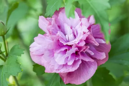 Hibiscus syr. 'Duc de Brabant' - 3 Ltr pot - image 2