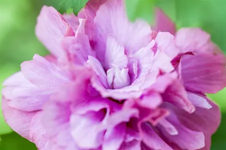 Hibiscus syr. 'Duc de Brabant' - 30 CM STEM C3 - image 3