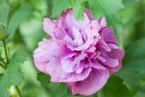 Hibiscus syr. 'Duc de Brabant' - 100-125 CM C20 - image 2