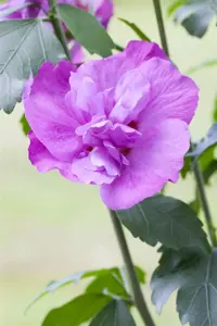 Hibiscus syr. 'Eruption' (Mineru)