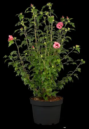 Hibiscus syr. 'Flower Tower Ruby'? - 5 Ltr pot - image 2