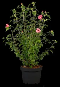 Hibiscus syr. 'Flower Tower Ruby'? - 5 Ltr pot - image 2