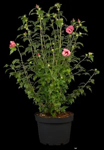 Hibiscus syr. 'Flower Tower Ruby'? - 125-150 CM FTH WHIP C10 - image 2