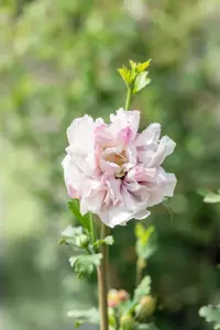 Hibiscus syr. 'French Cabaret Pastel'