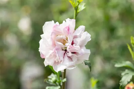 Hibiscus syr. 'French Cabaret Pastel' - 60 CM STEM 7.5L - image 2