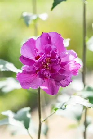 Hibiscus syr. 'French Cabaret Purple' - 90 CM STEM C10 - image 3