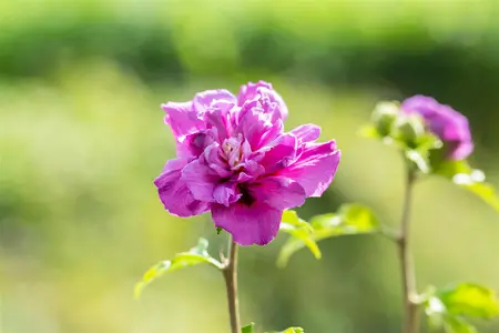 Hibiscus syr. 'French Cabaret Purple' - 90 CM STEM C10 - image 1