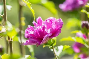 Hibiscus syr. 'French Cabaret Purple' - 90 CM STEM C10 - image 2