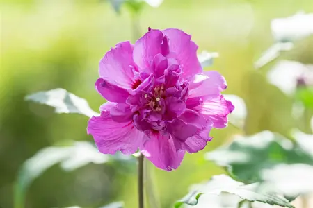 Hibiscus syr. 'French Cabaret Purple' - 90 CM STEM C10 - image 4