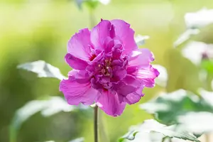 Hibiscus syr. 'French Cabaret Purple' - 90 CM STEM C10 - image 4