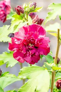 Hibiscus syr. 'French Cabaret Red' - 50-60 CM C7.5 - image 3