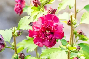 Hibiscus syr. 'French Cabaret Red' - 50-60 CM C7.5 - image 2
