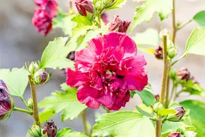 Hibiscus syr. 'French Cabaret Red' - 80-100 CM C7.5 - image 2