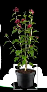 Hibiscus syr. 'French Cabaret Red'