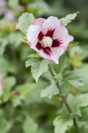 Hibiscus syr. 'Hamabo' - 2 Ltr pot - image 4