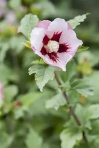 Hibiscus syr. 'Hamabo' - 2 Ltr pot - image 4
