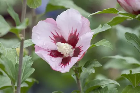 Hibiscus syr. 'Hamabo' - 2 Ltr pot - image 2