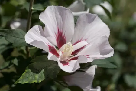 Hibiscus syr. 'Hamabo' - 2 Ltr pot - image 5
