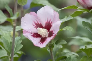 Hibiscus syr. 'Hamabo' - 80 CM STEM 7.5 L - image 2