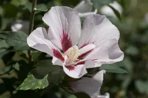 Hibiscus syr. 'Hamabo' - 60 CM STEM 5L - image 5