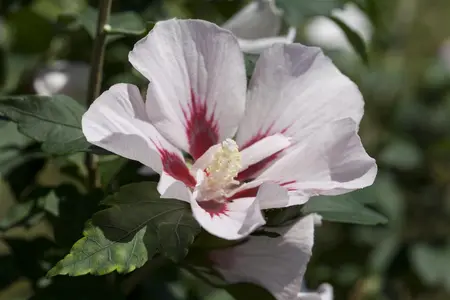 Hibiscus syr. 'Hamabo' - 80-100 CM C10 - image 5