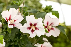 Hibiscus syr. 'Hamabo' - 80-100 CM C15 - image 5