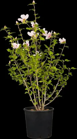 Hibiscus syr. 'Hamabo' - 2 Ltr pot - image 1