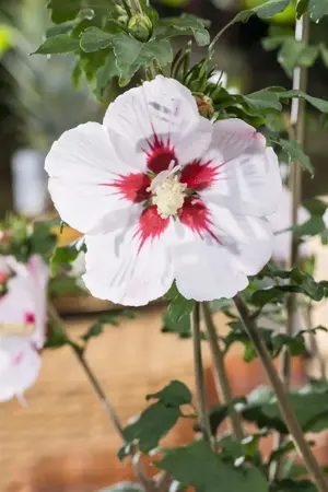 Hibiscus syr. 'Helene' - 60-70 CM C5 - image 1
